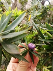 Cyathodes platystoma