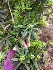 Cyathodes platystoma