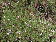 Pelargonium laevigatum diversifolium