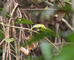 Aegithina lafresnayei