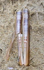 Ensis minor