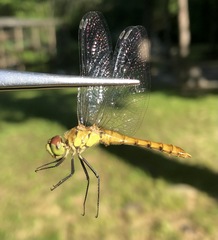 Sympetrum cordulegaster
