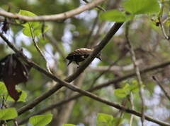 Meiglyptes jugularis