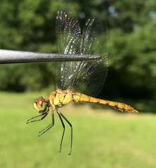 Sympetrum cordulegaster