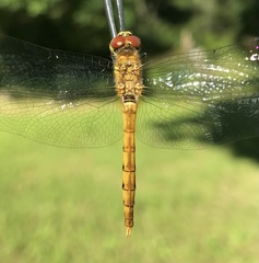 Sympetrum cordulegaster
