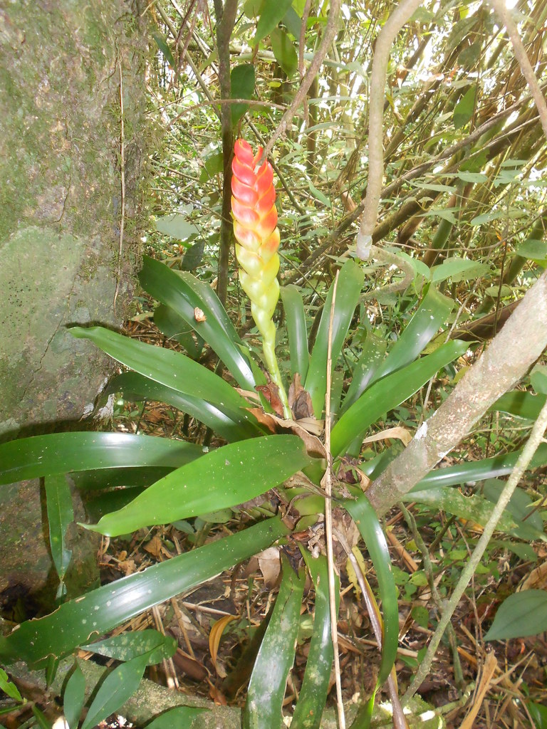 Vriesea heterostachys