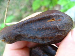 Cedrela odorata