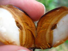 Cedrela odorata