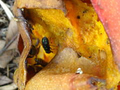 Cedrela odorata