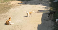Canis familiaris