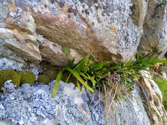 Polypodium ensiforme