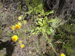 Berkheya discolor