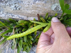 Polypodium ensiforme