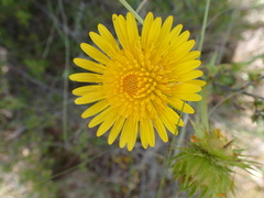 Berkheya discolor
