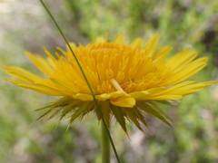 Berkheya discolor