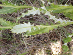 Berkheya discolor