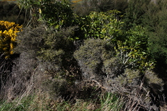 Coprosma dumosa