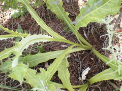 Berkheya discolor