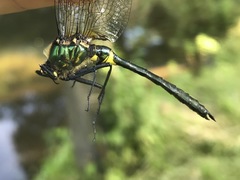 Somatochlora graeseri