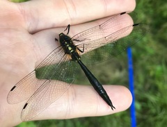 Somatochlora graeseri