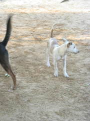 Canis familiaris
