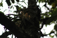 Cyrtorchis