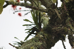 Cyrtorchis