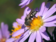 Coelioxys