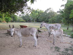 Equus asinus