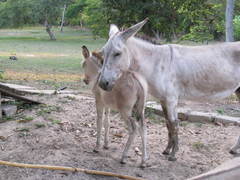 Equus asinus