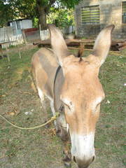 Equus asinus