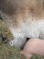 Equus asinus