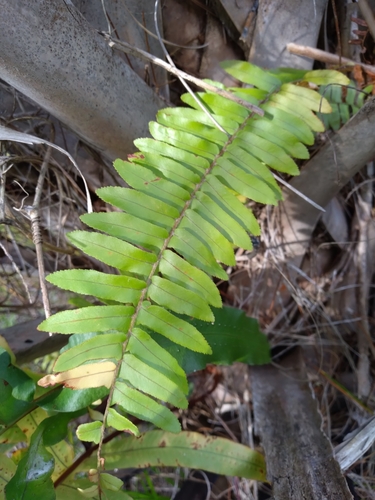 Asian swordfern (Nephrolepis brownii)