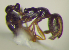 Cardiocondyla stambuloffii