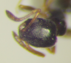 Cardiocondyla stambuloffii