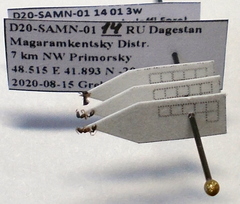 Cardiocondyla stambuloffii