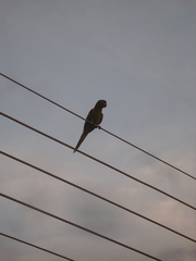 Psittacara leucophthalmus