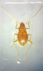 Diaprysius ducailari