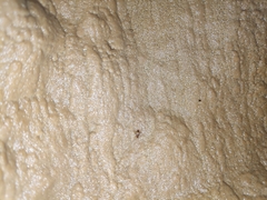 Diaprysius ducailari