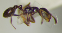 Cardiocondyla stambuloffii