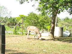Equus asinus