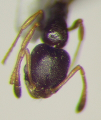 Cardiocondyla stambuloffii