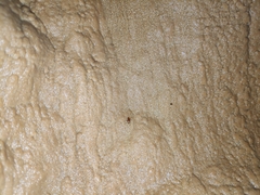 Diaprysius ducailari