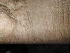 Diaprysius ducailari