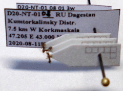 Cardiocondyla stambuloffii