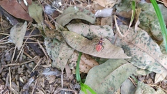 Dysdercus
