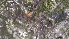Dysdercus