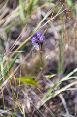 Saussurea salicifolia