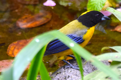 Anisognathus notabilis