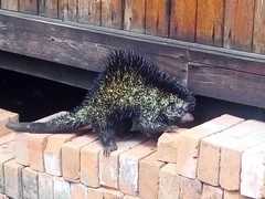 Coendou longicaudatus
